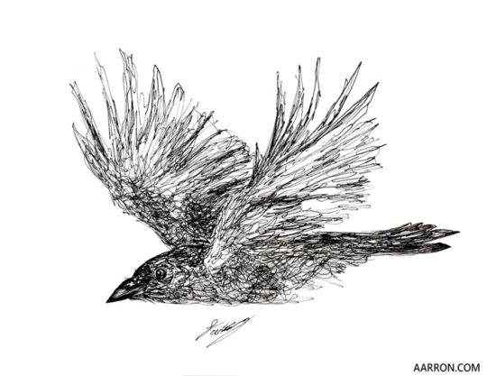 scribble sketch of a crow by Aarron Laidig